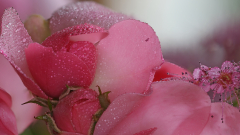 Bluetenimpressionen_04