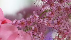 Bluetenimpressionen_05