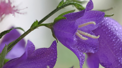 Bluetenimpressionen_06