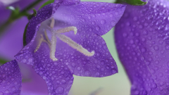 Bluetenimpressionen_07