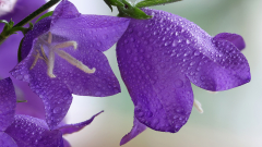 Bluetenimpressionen_08