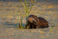 02Nutria_oder_Biber