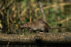 08Ratte