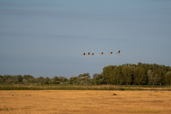 09Puszta