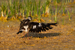 12Kibitz-NeusiedlerSee2