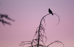 KRB-Amsel-oben