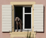 KRB-Hund-Aussicht-Staufen