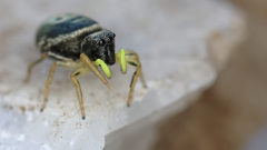 Kleine-Spinne-01