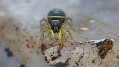 Kleine-Spinne-05