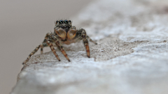 Springspinne-Kiho-02