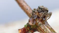 Springspinne-Kiho-06