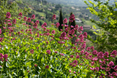 Provence-Gordes