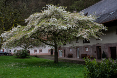 Baden-Baden-093