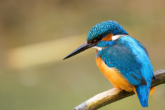 1-Farbenpracht-eines-Eisvogels-