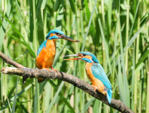 15-und-weils-so-schoen-war-nochmal-von-vorn-magst-du-den-Fisch-