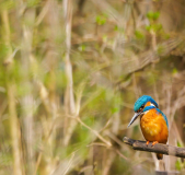 2-Eisvogel-auf-der-Jagd