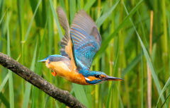 6-weibl.-Eisvogel