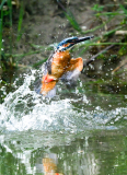 7-raus-aus-dem-Wasser