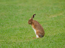 2-irgendwas-hab-ich-vergessen-