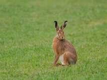 3-oh-ja-ich-bin-ja-der-Osterhase-