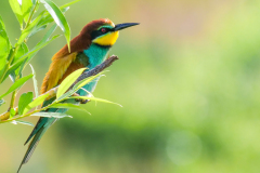 5-Bienenfresser-