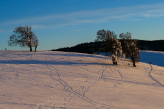 22-01-07-bei-den-Wetterbuchen-