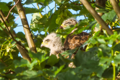 7-10.6.22-schon-jetzt-Quarakterkoepfe-