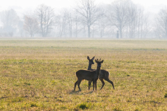 1-Wildlife-vor-der-Haustuer