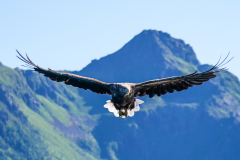 7-Seeadler-