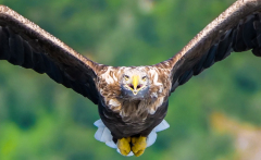 8-Seeadler-Attacke-