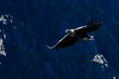 9-Seeadler-im-Trollfjord-