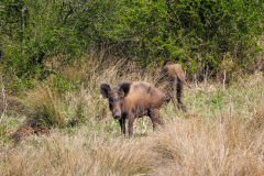 13-und-zum-1.-Mal-ueberhaupt-erwischt-Wildschweine-mit-Frischlingen