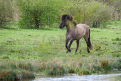 16-eins-der-Konik-Wildpferde-