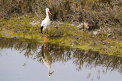 5-ein-Storch-am-Wasserloch-