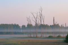 1-morgentlicher-Nebel-am-Federsee-