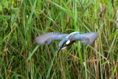 10-aber-fliegt-davon-