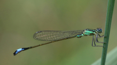 08_Farben-der-Kleinlibellen5