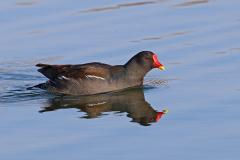 22-03-4-FF-Teichhuhn