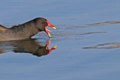 Bild-des-Monats-Teichhuhn