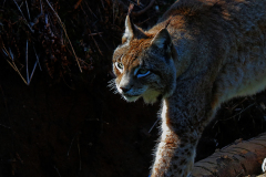 08_Luchs_Baerenpark