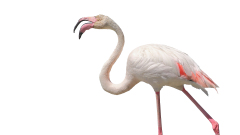 Flamingo_Camargue