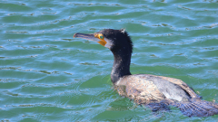 Kormoran_Seepark_02