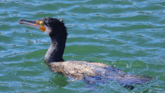 Kormoran_Seepark_03