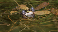 Wasserfrosch-03