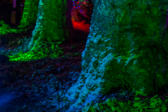 Mainau-Christmas-Garden-2026-025