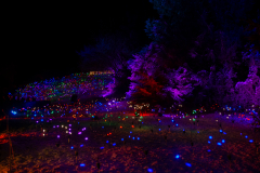 Mainau-Christmas-Garden-2026-138