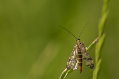 2025-05-30.Hans-Zebner.Gemeine-Skorpionsfliege
