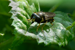 Schindl-Langbauchschwebfliege