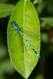 Schindl-Libelle2