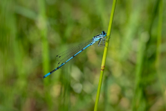 Schindl-Libelle3
